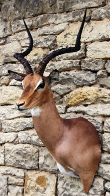 Preparace impala