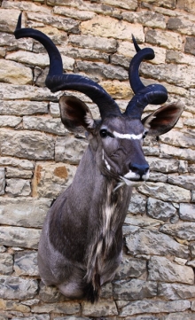 Preparace Kudu velký