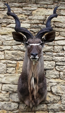 Preparace Kudu velký