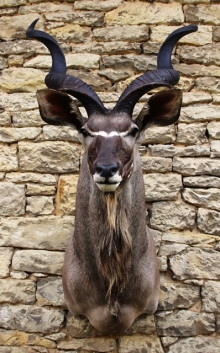 Preparace Kudu velký