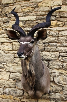 Preparace Kudu velký