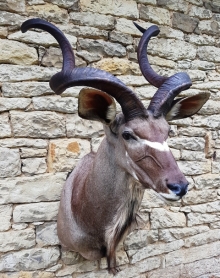 Preparace Kudu velký