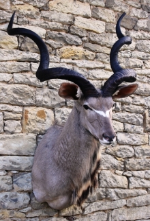 Preparace kudu