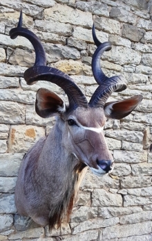 Preparace kudu