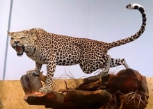 Preparace Leopard