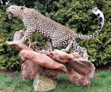 Preparace Leopard