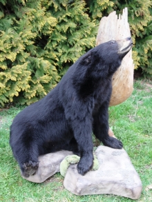 Preparace medvěd černý