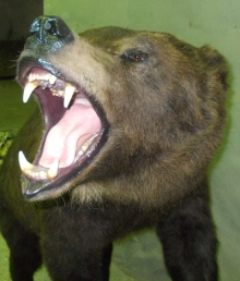 Preparace Medvěd hnědý