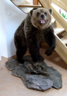 Preparace Medvěd hnědý