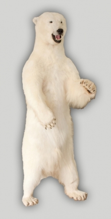 Preparace Medvěd polární