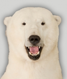 Preparace Medvěd polární
