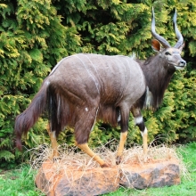 Preparace nyala nížinná