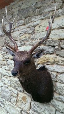 Preparace sika