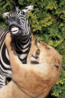 Preparace Zebra - souboj se lvy
