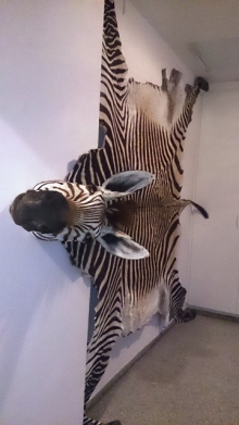 Preparace Zebra