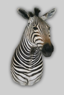 Preparace Zebra