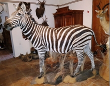 Preparace Zebra