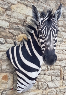 Preparace zebra