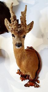 Roe deer