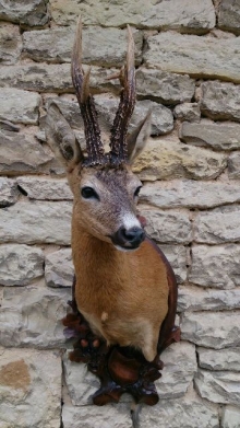 Roe deer