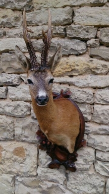 Roe deer