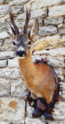 Roe deer