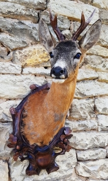 Roe deer