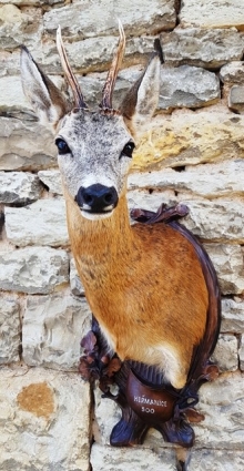 Roe deer