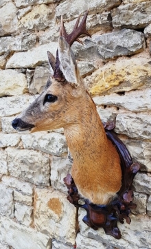 Roe deer