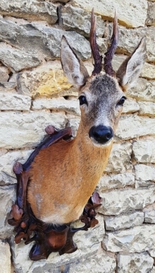 Roe deer