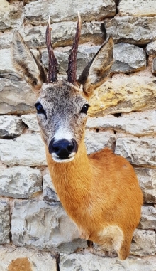 Roe deer