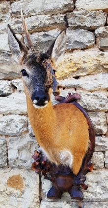 Roe deer