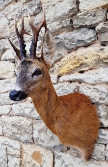 Roe deer