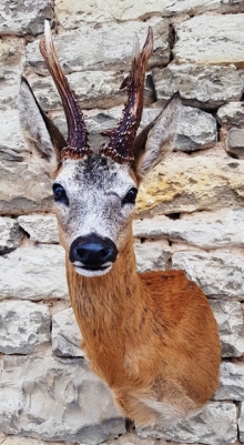 Roe deer