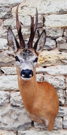 Roe deer