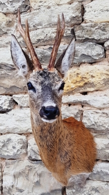 Roe deer