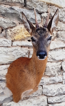 Roe deer