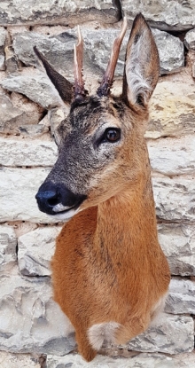 Roe deer