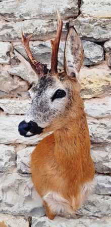 Roe deer