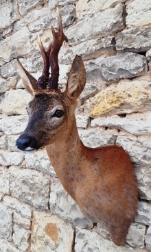 Roe deer