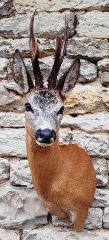 Roe deer