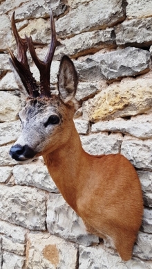 Roe deer