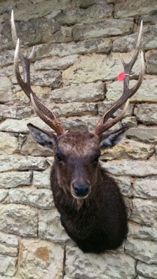 Sika deer