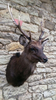 Sika deer