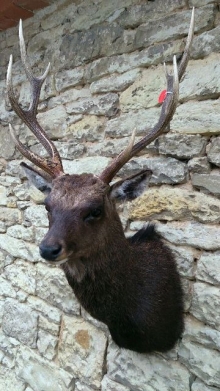 Sika deer