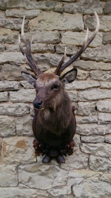 Sika deer