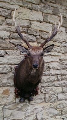 Sika deer