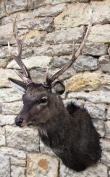 Sika deer