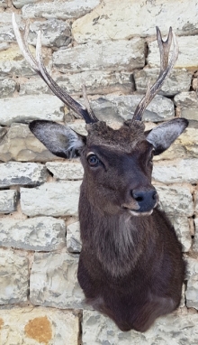 Sika deer