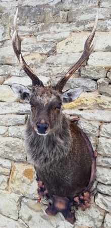 Sika deer